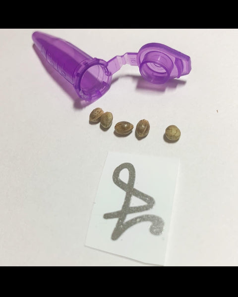Purple Hubba Feminized AutoFlower Seeds