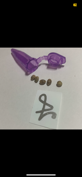 34mm OG Smoking Babe (Beer Belly Shape)